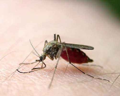 渝中區蚊子防治