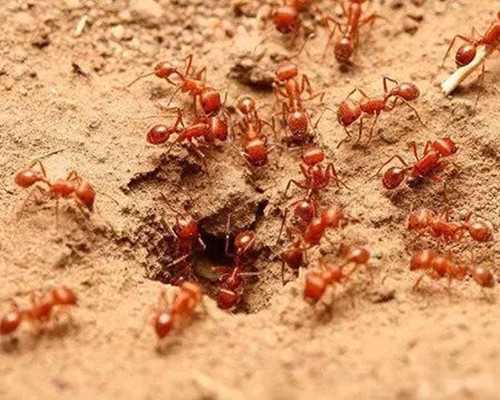 銅梁滅蟻