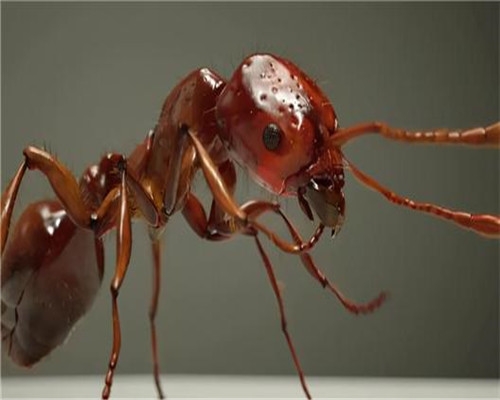 餐飲滅紅火蟻